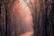 澳大利亚跳水队表现不佳，排名下滑的简单介绍